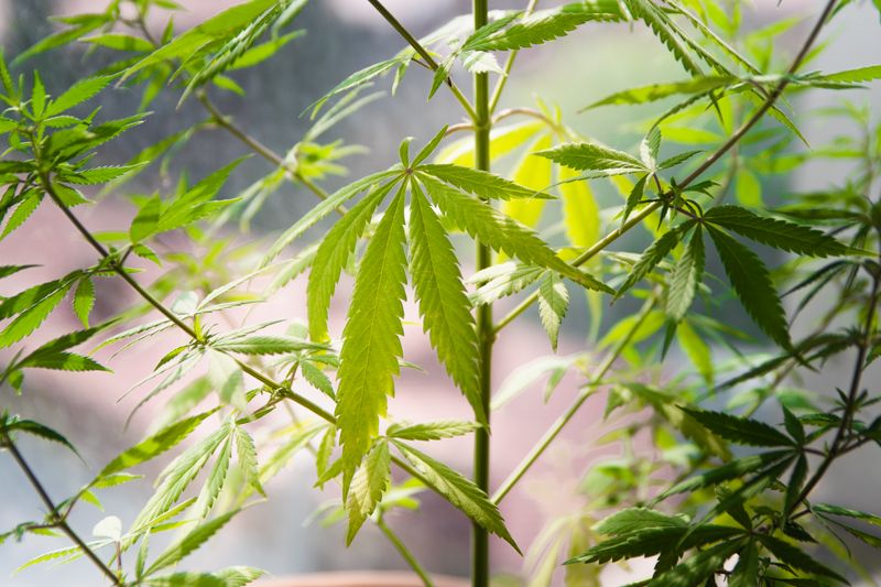 Cuánto dura el thc en la saliva y cómo detectarlo correctamente