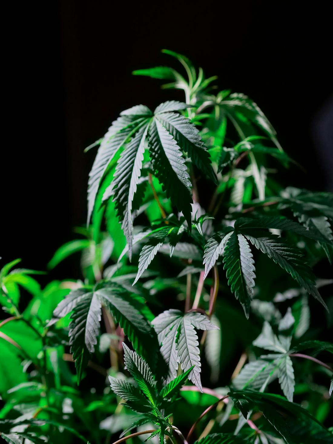 Planta de cannabis CBD