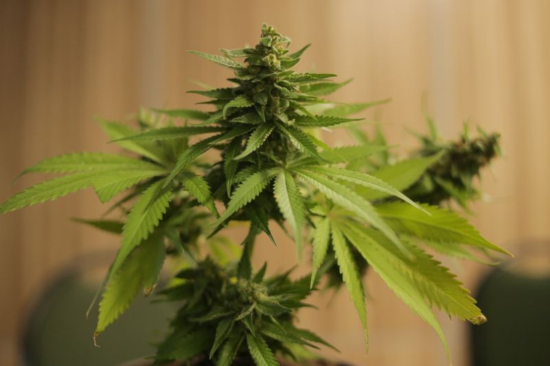 Eurogrow