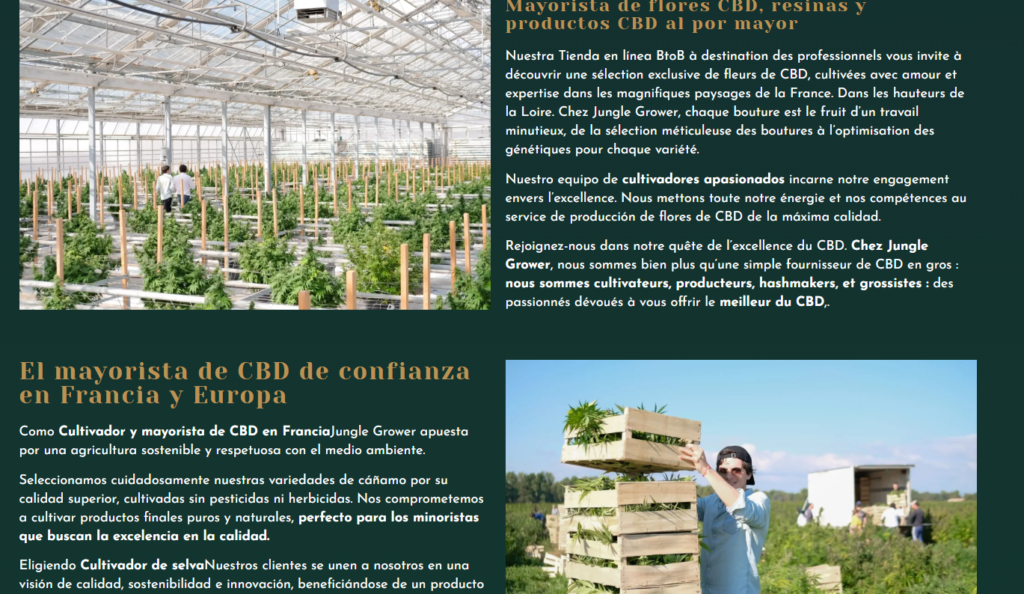 Mejor mayorista CBD España 2026 – Flores CBD natural