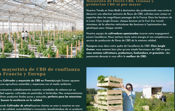 Mejor mayorista CBD España 2026 – Flores CBD natural