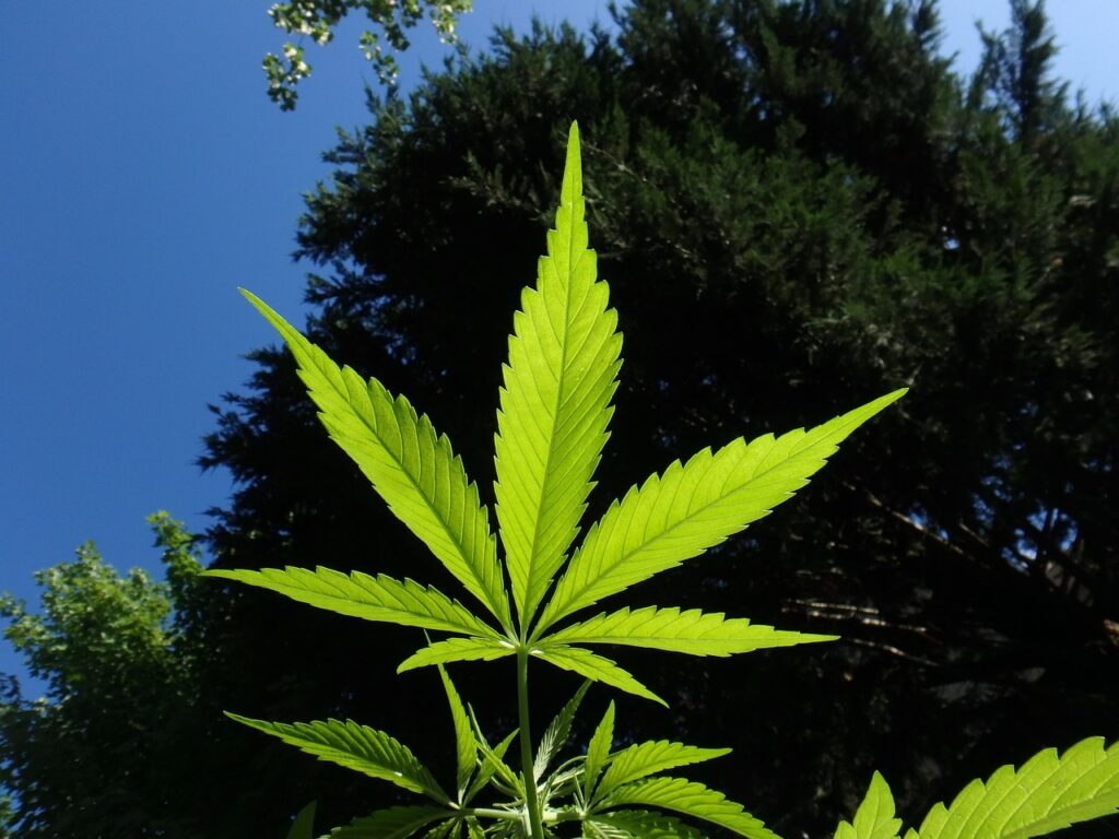 Beneficios y usos del flor de cáñamo en 2026