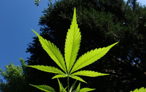 Beneficios y usos del flor de cáñamo en 2026