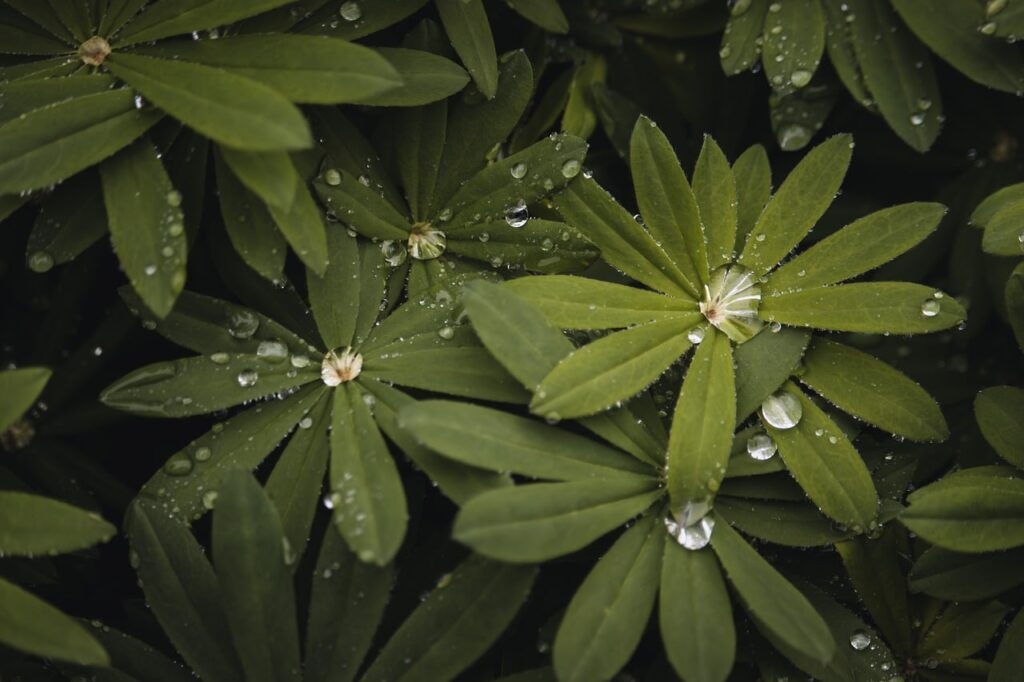 Efectos del cbd: beneficios y precauciones que debes conocer