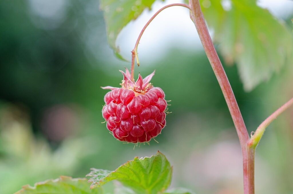 Invernaderos baratos: cómo elegir la mejor opción para tu jardín