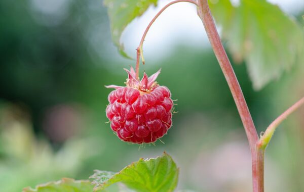 Invernaderos baratos: cómo elegir la mejor opción para tu jardín