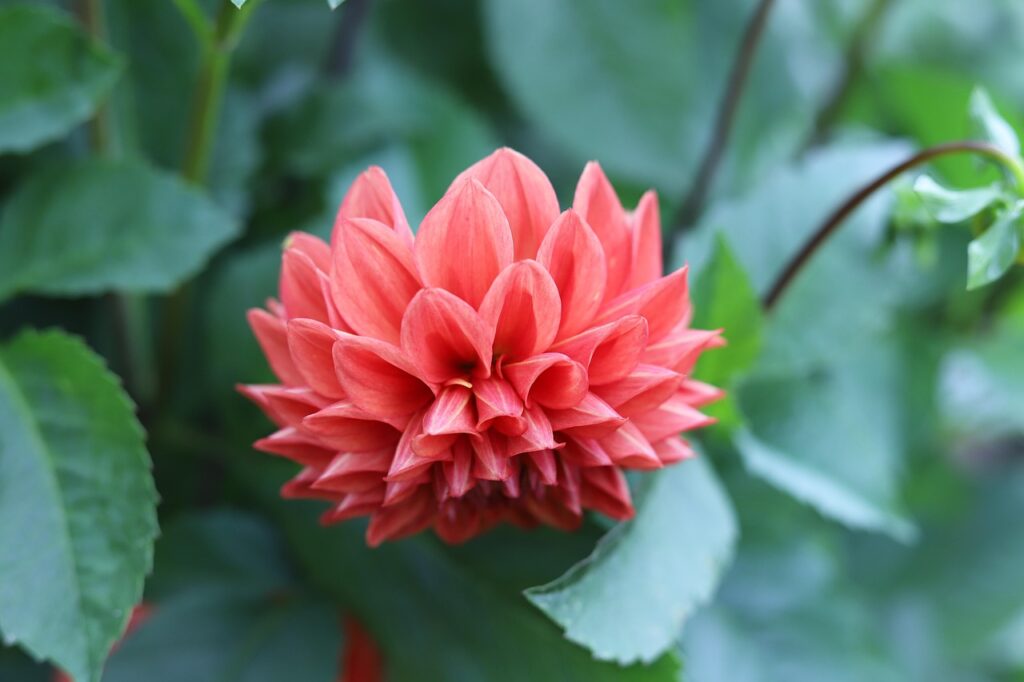 Plantas naturales de interior: guía básica para elegir y cuidar tus plantas