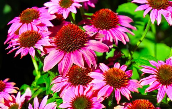 Qué es h4cbd y cuáles son sus beneficios para la salud