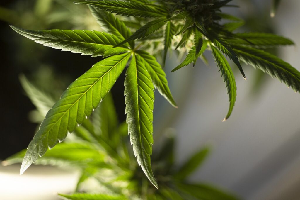 Qué es el polen de marihuana y cuáles son sus usos