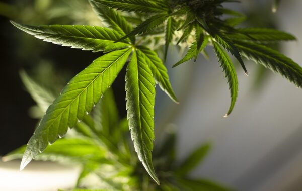 Qué es el polen de marihuana y cuáles son sus usos
