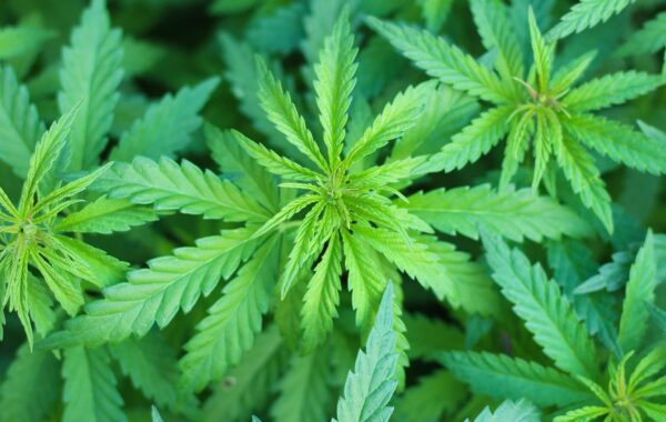Beneficios y efectos de las infusiones de marihuana para la salud