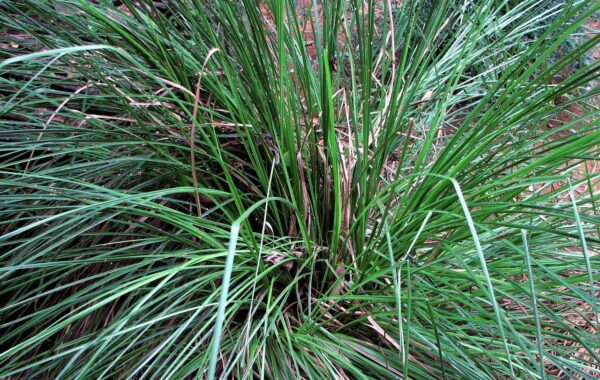 Cómo utilizar mata hierba para el control natural de malezas